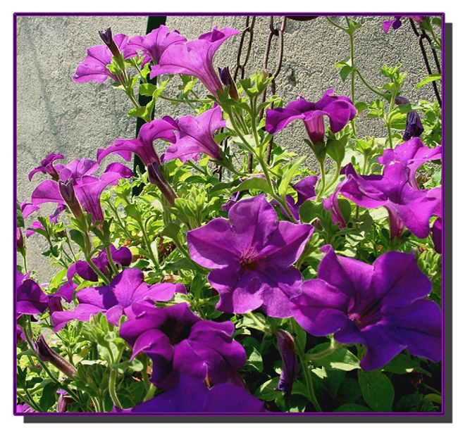 Il colore viola